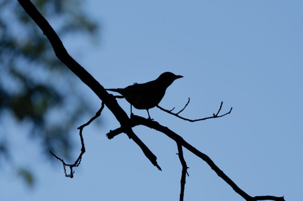 A bird rests on a bare branch, silhouetted against a clear blue sky during dusk.